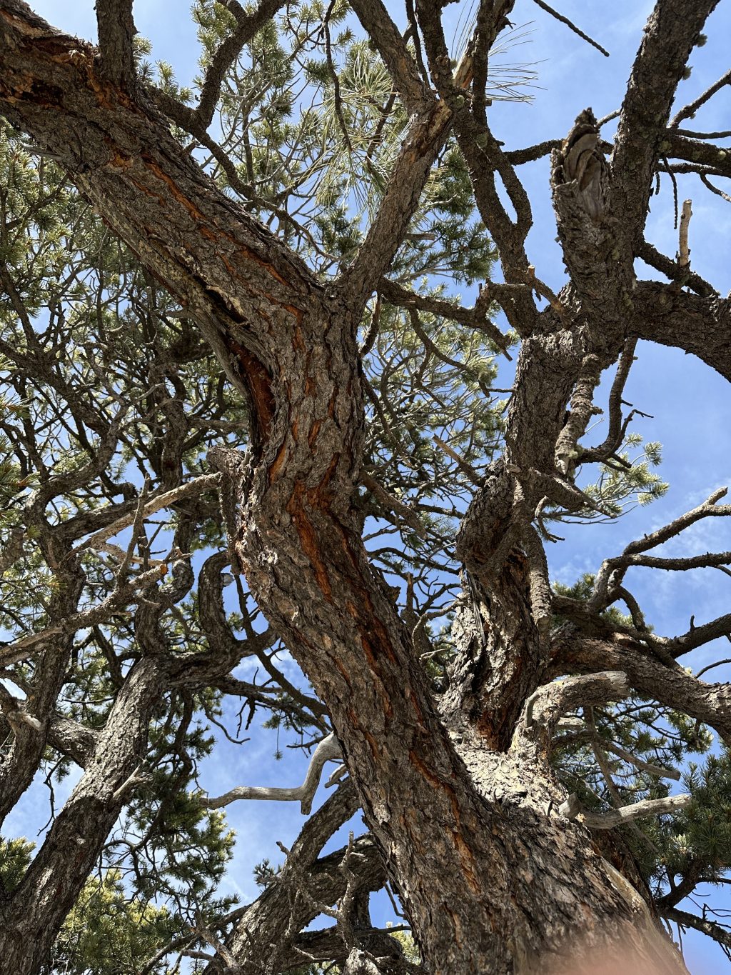 Thought is the big picture, details of the thought are the memories. 