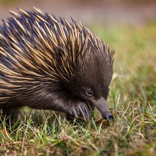 How well do you know our&nbsp;Monotremes?