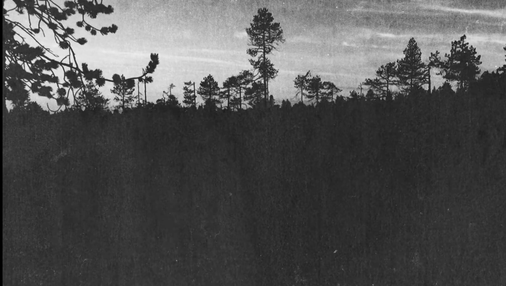 Martin Roth – Alicia’s&nbsp;Noir