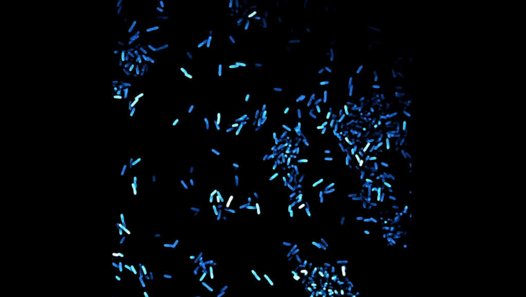 Agoria ft Ela Minus – What if the dead dream (Official&nbsp;Video)