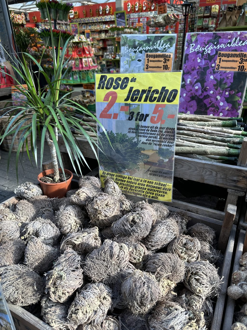 seeds weigh in at over 60 pounds and can reach 20 inches in&nbsp;diameter