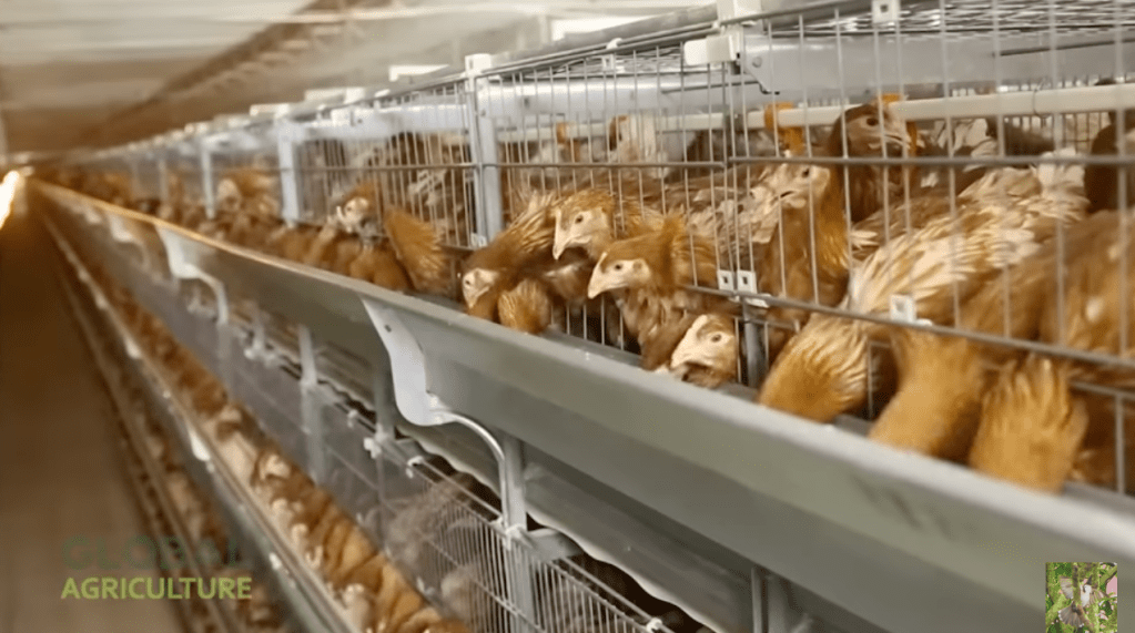 Modern Eggs Harvesting & Processing Line In Poultry Factory – Fastest Automatic Egg&nbsp;Breaker