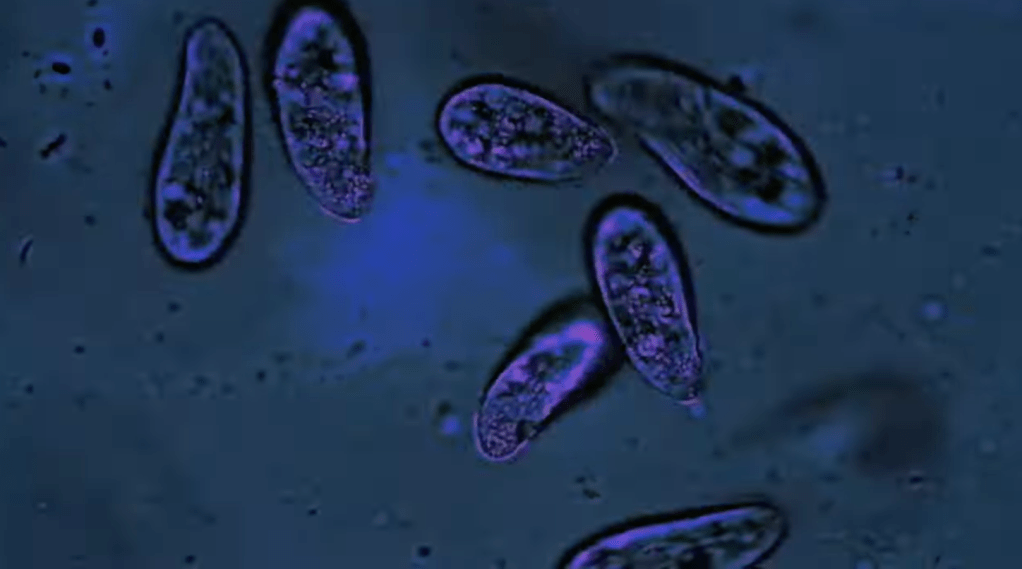 Mat Zo – Les Mishegas&nbsp;(@zotv)