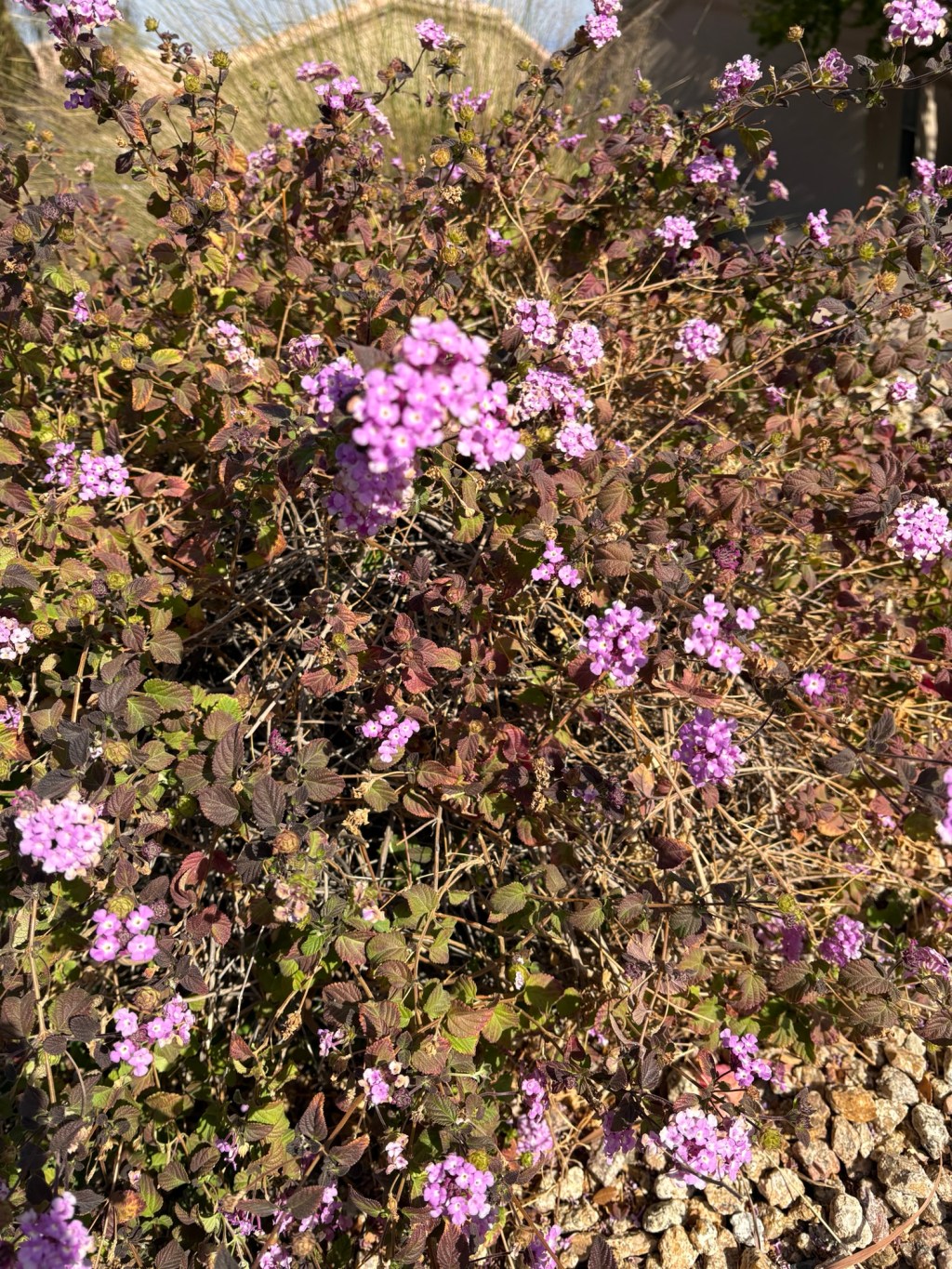 Lantana is toxic to&nbsp;dogs