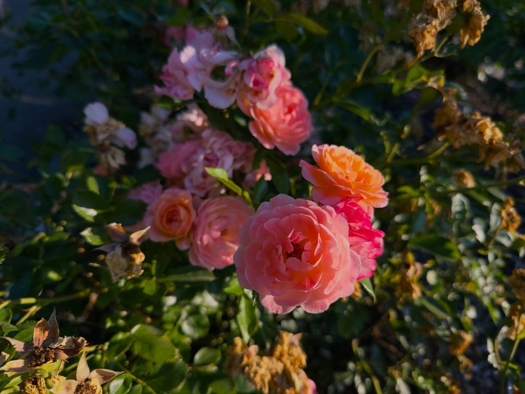 Paradise (Extended Mix) –&nbsp;Bluestone