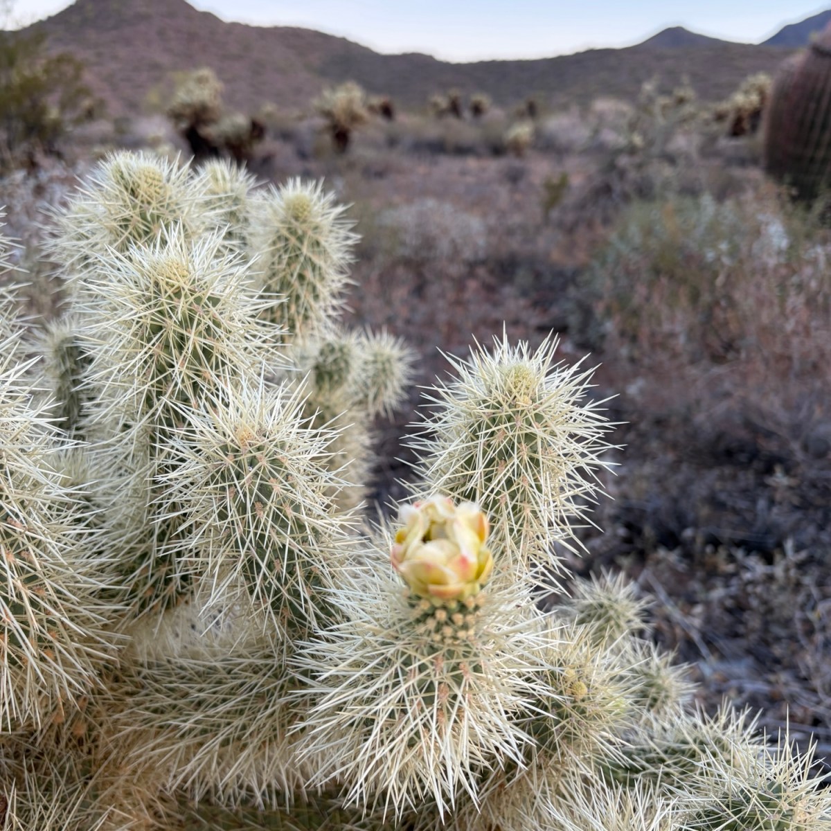 A few things worth noting about&nbsp;chollas